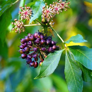 Formulă naturală și sigură